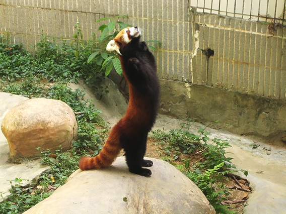 A red panda standing upright on its hind legs on a rock in a zoo enclosure.